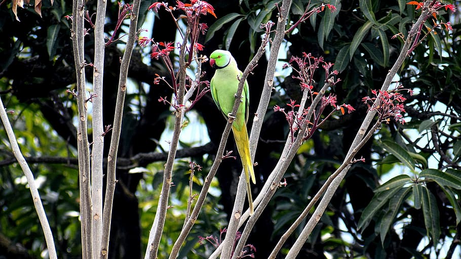 bird, nature, tree, tropical, leaf, flora, outdoors, wood, color HD wallpaper