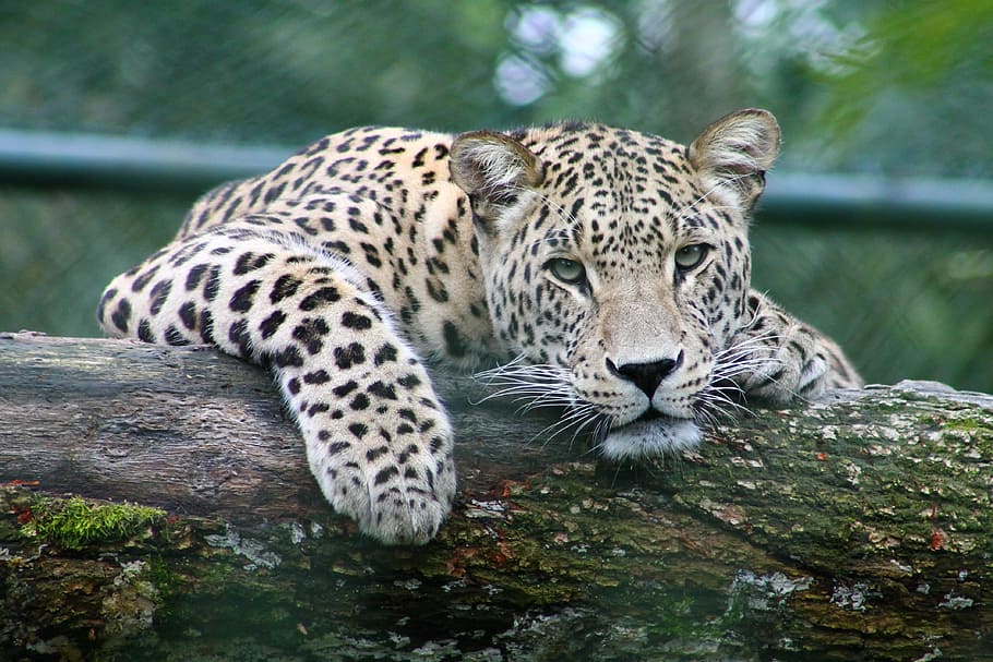 leopard on tree branch, jaguar laying down on tree log during daytime