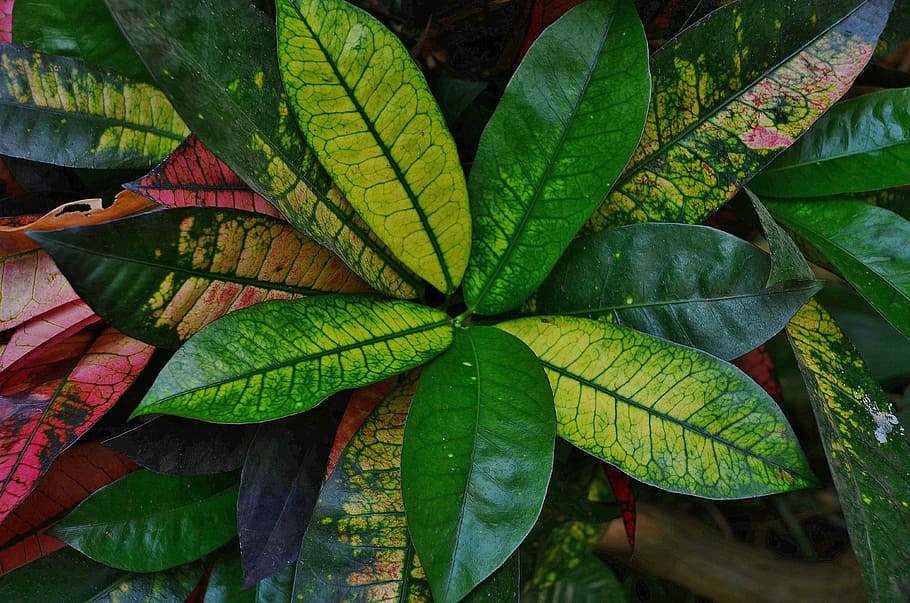 Leaf, Colorful, Macro, Nature, green, drop, drops, drop of water HD wallpaper