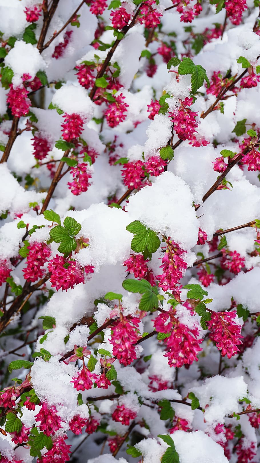 Flowers in Snow Wallpapers  Top Free Flowers in Snow Backgrounds   WallpaperAccess
