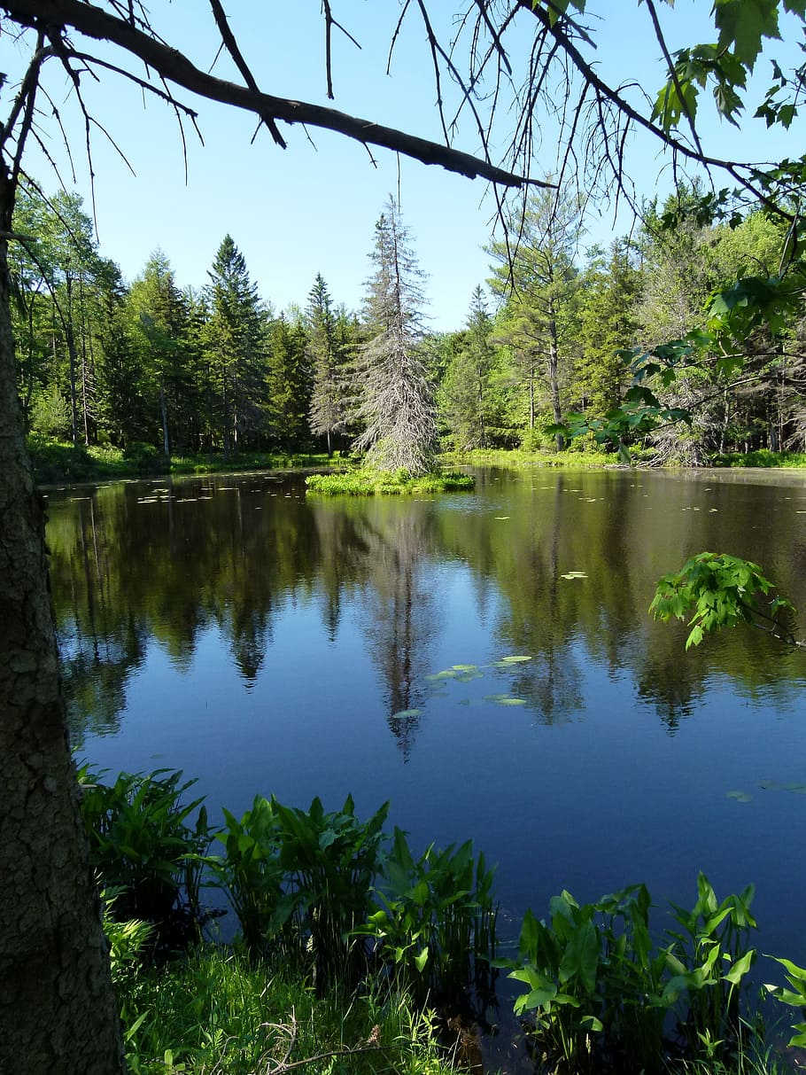 Lake, Trees, Reflection, Nature, landscape, water, green, scenic HD wallpaper