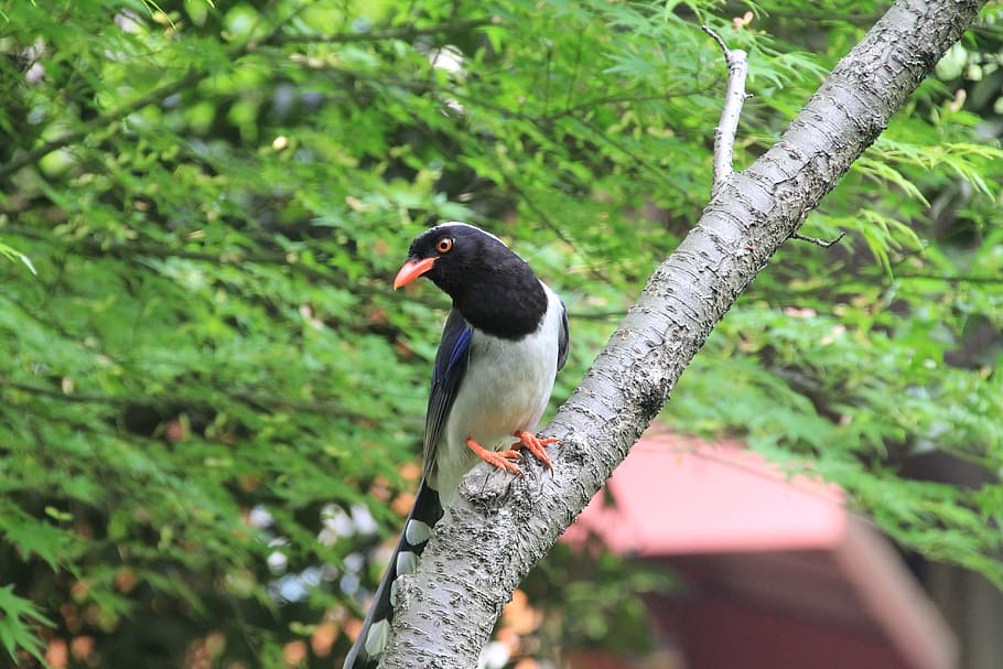 bird, view, xihu, animal wildlife, animal themes, animals in the wild HD wallpaper