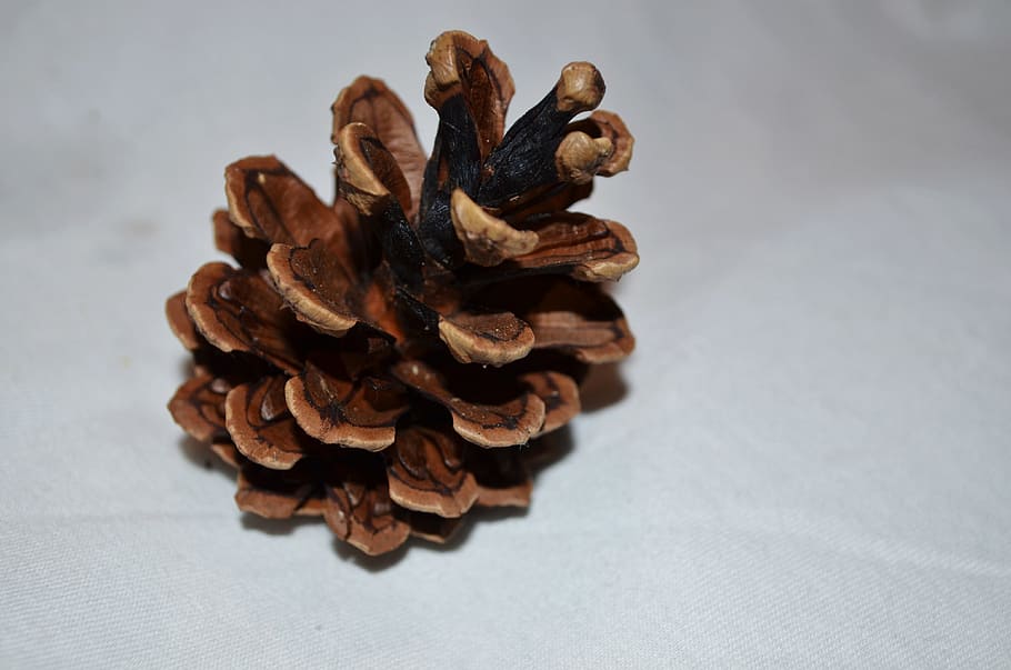 Pine, Cone, Nature, Background, Seasons, macro, studio shot HD wallpaper