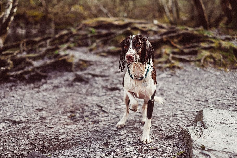 adult black and white Brittany spaniel, wet, dog, animal, friend