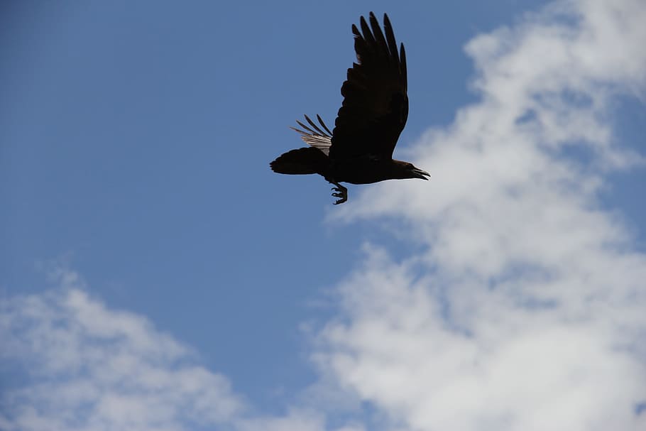 low angle photo of bird flying under blue sky, Crow, Raven HD wallpaper