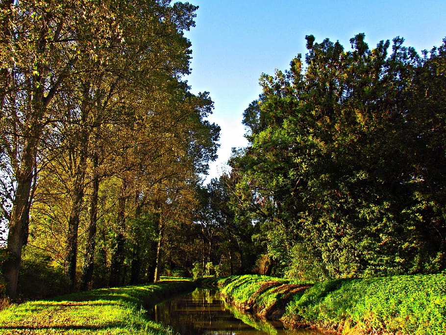 spring, green, grass, nature, landscape, tree, plant, growth HD wallpaper