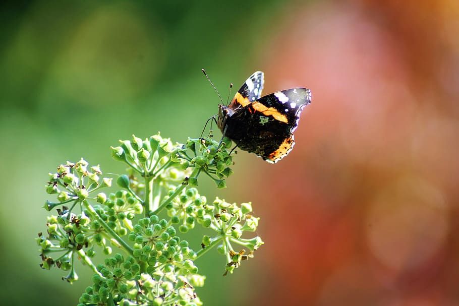 butterfly, shine, wing, insect, close, autumn, sit, butterfly wings HD wallpaper