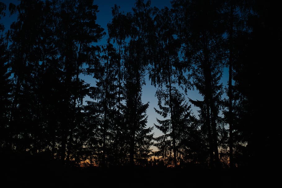 Dawn in a forest, landscape, nature, tree, dark, outdoors, scenics HD wallpaper