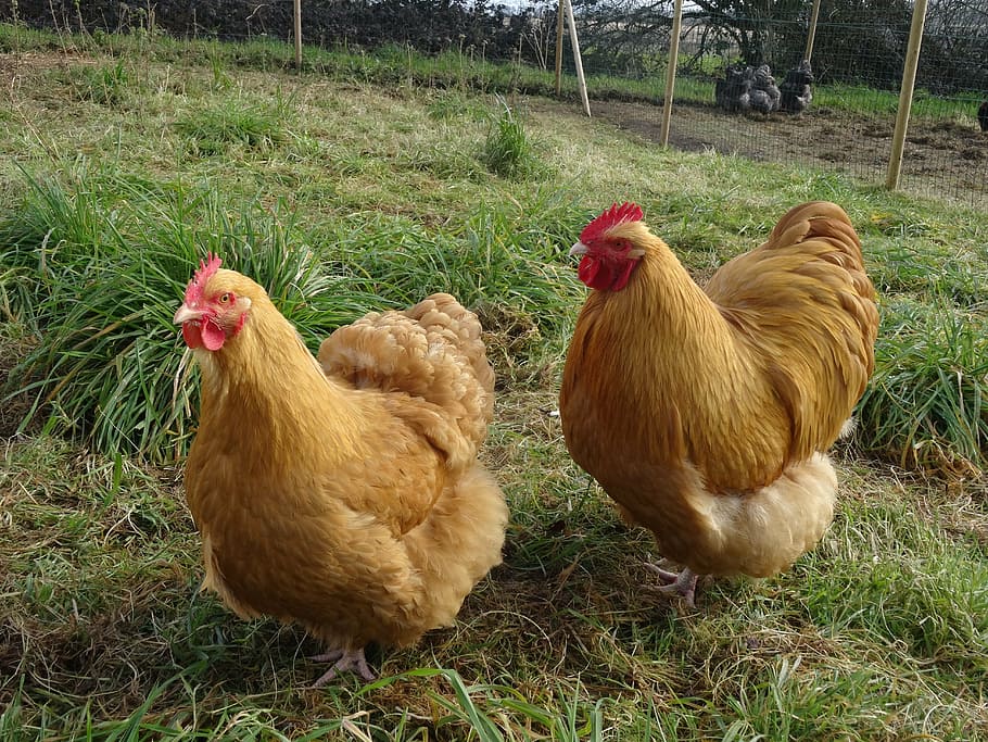 hen, bird, orpington, livestock, pets, domestic animals, chicken - bird HD wallpaper