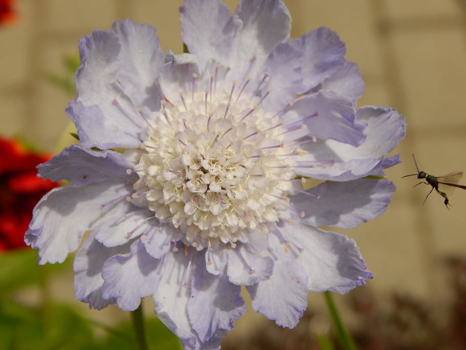 Flower, Insect, Blossom, Bloom, Garden, summer, nature recording HD wallpaper