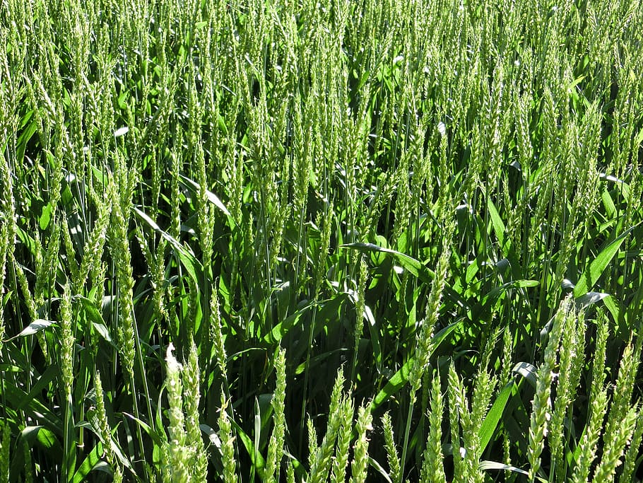 wheat, field, nature, cereals, wheat field, cornfield, plant HD wallpaper