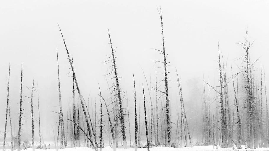 withered trees, leafless trees covered with snow, winter, dead tree HD wallpaper