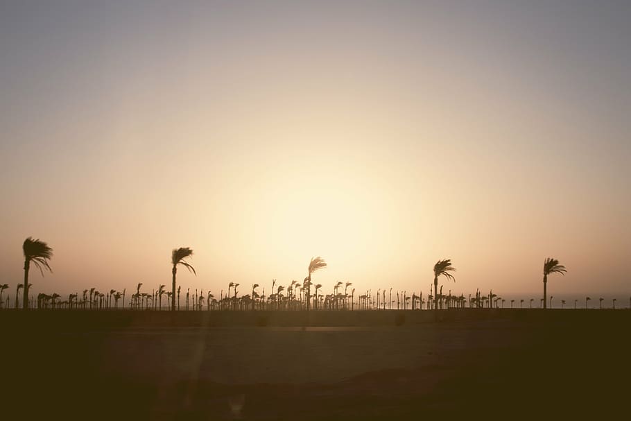 silhouette photo of palm trees, coconut, tress, day, time, sky HD wallpaper