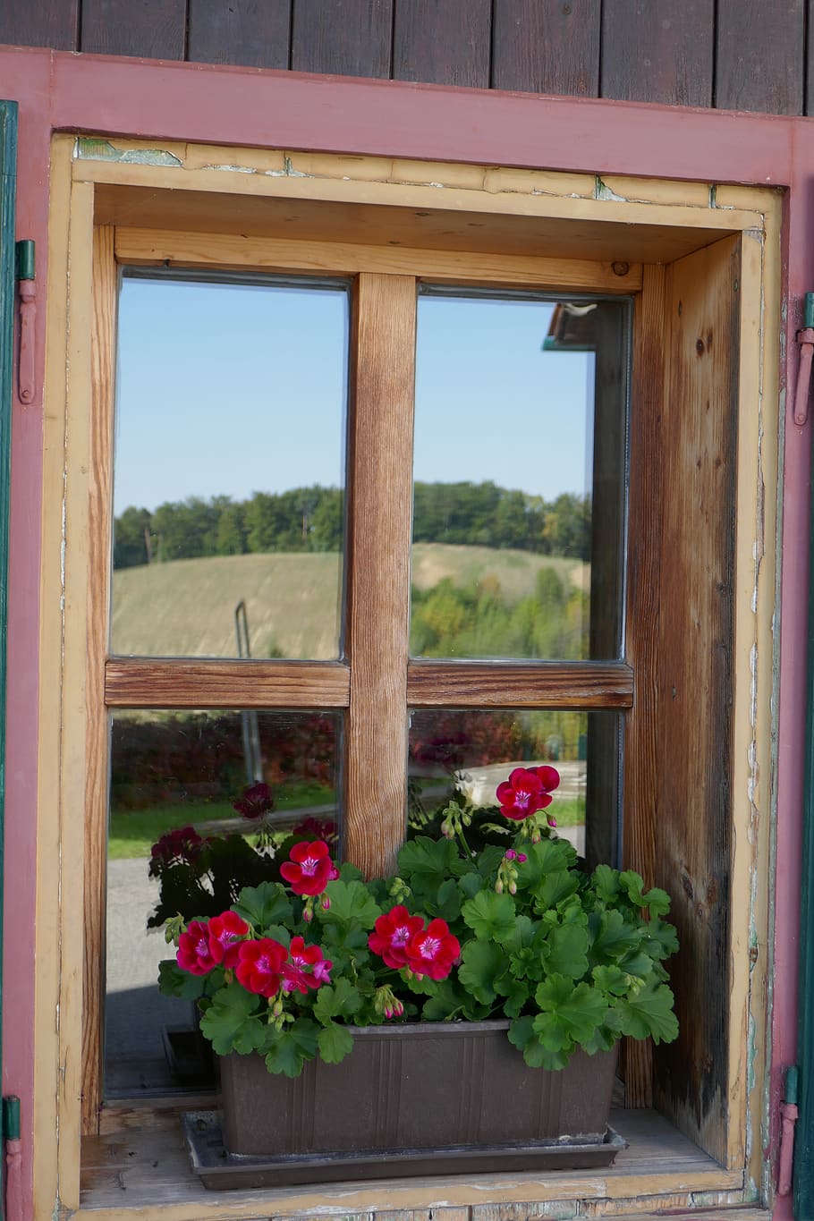window, mirroring, plant, flower, flowering plant, nature, day HD wallpaper