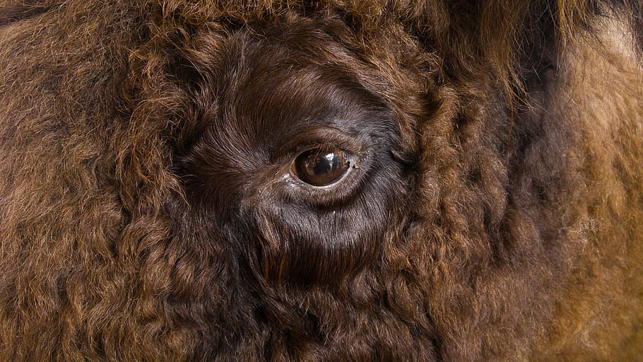 brown animal eye, bison, fur, look, mammal, nature, one animal HD wallpaper