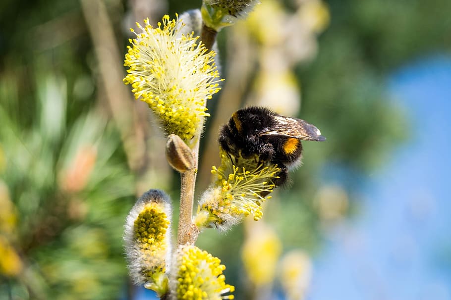 hummel, insect, spring, bee, blossom, bloom, plant, nature HD wallpaper