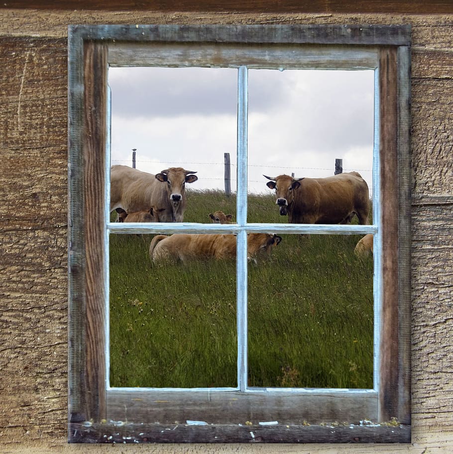window, old, hut, alm, cows, summer, meadow, pasture, farm HD wallpaper