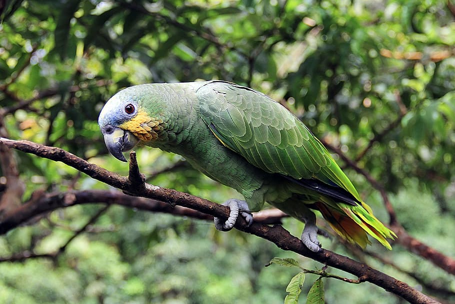 photo of green and yellow short-beaked bird perched on branch HD wallpaper