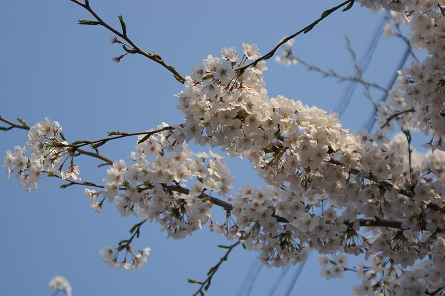 cherry flowers, spring flowers, plant, fragility, tree, branch HD wallpaper
