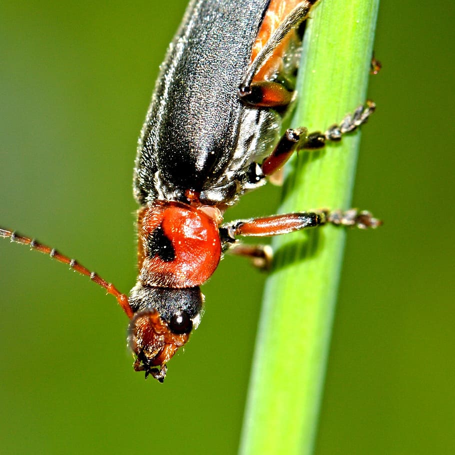 Bug, Insect, Macro, Animal, Wildlife, antenna, wing, fauna HD wallpaper