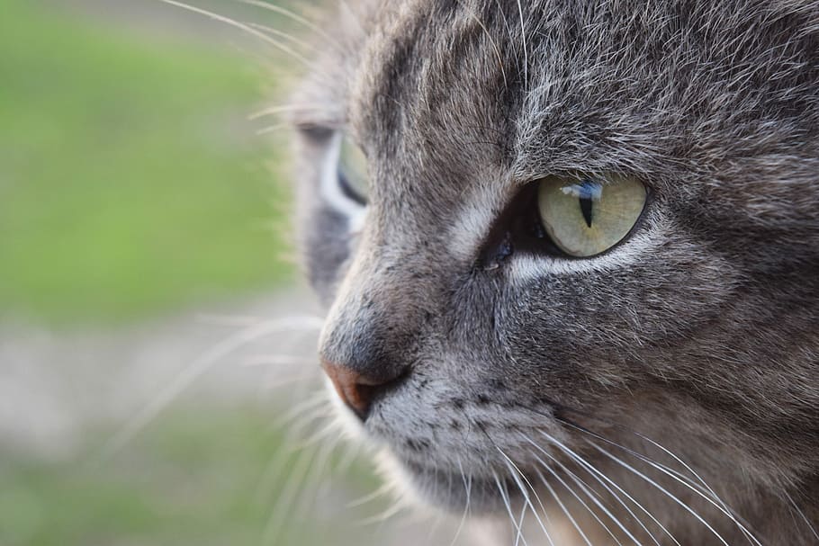cat, views, cute, pet, eyes, animal, cat looking, housecat HD wallpaper