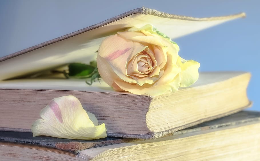 white rose in bookpage, old book, blossom, bloom, rosenblatt