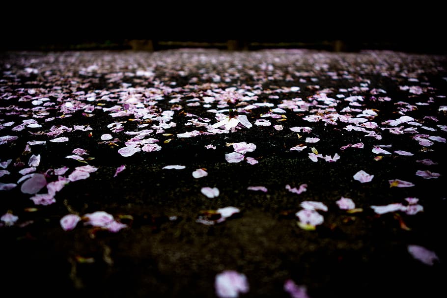 purple petals floating on water, closeup photo of pink petals on ground, HD wallpaper