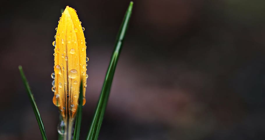 closeup photo of yellow flower bud with water droplets, crocus HD wallpaper