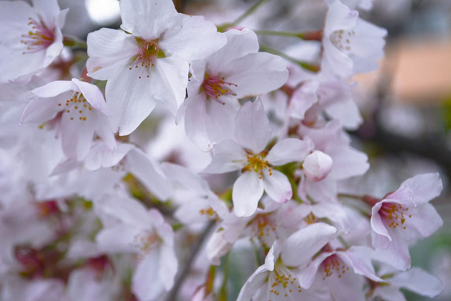 Cherry, Petal, Spring, flower, blossom, selective focus, springtime HD wallpaper