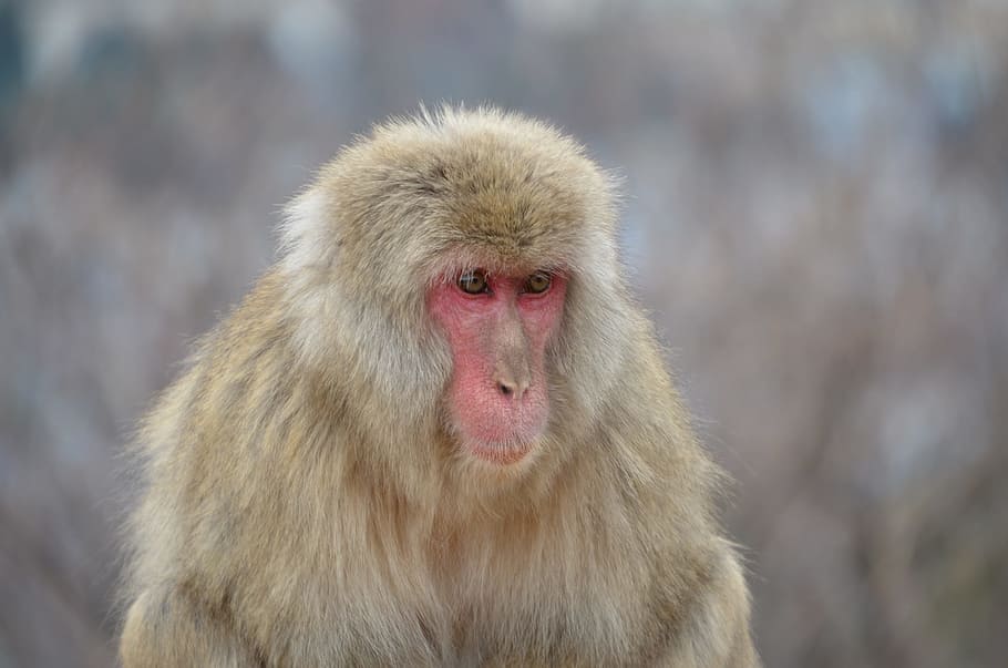Japanese Macaque, Macaque, Monkey, Primate, wildlife, animal HD wallpaper