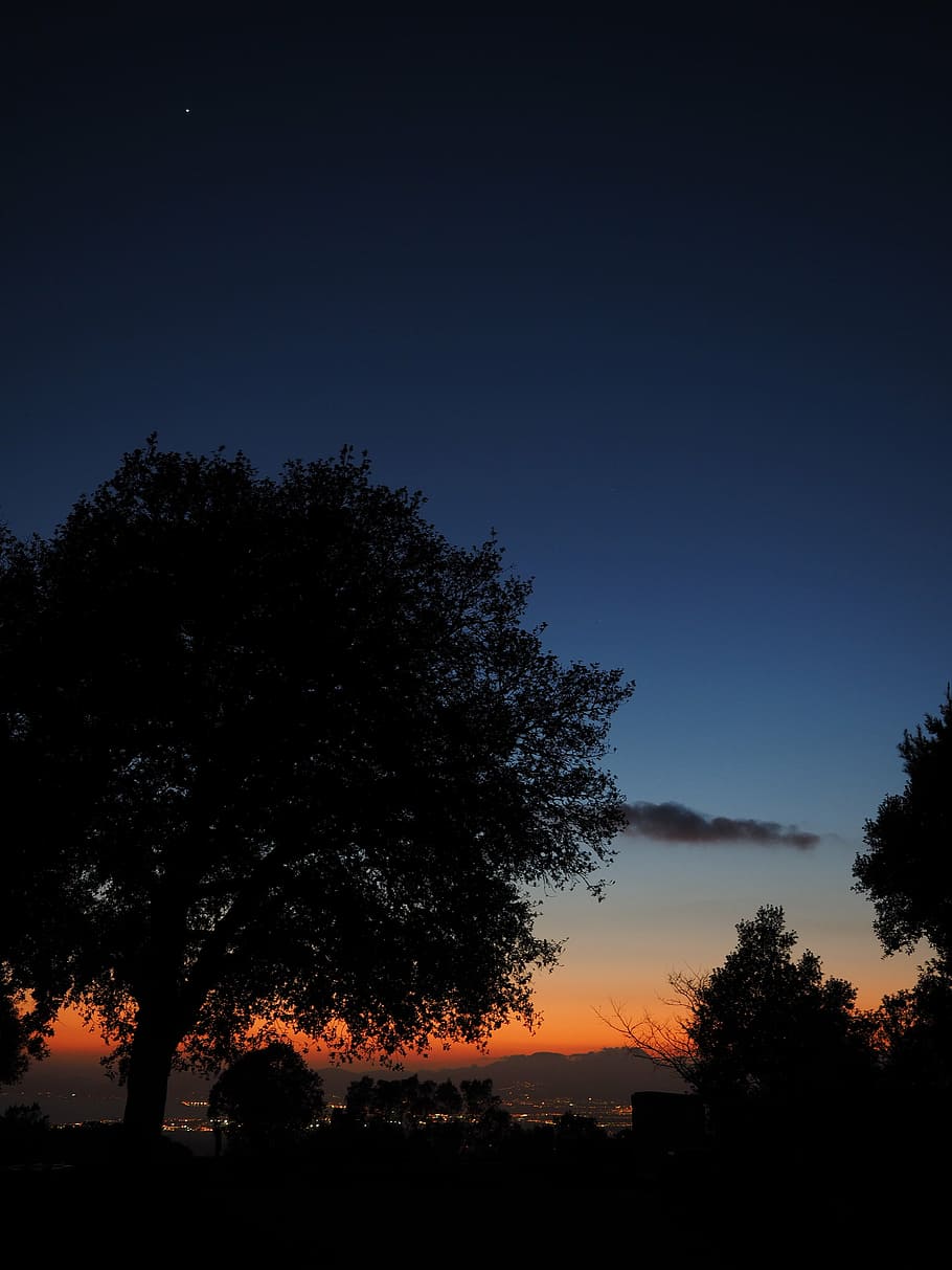 tree, sunset, at night, peaceful, dark, palma, palma de mallorca HD wallpaper