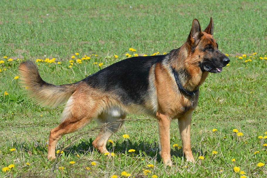 adult German Shepherd, almind, denmark, dog, pets, one animal HD wallpaper
