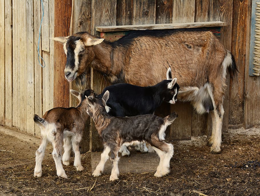 goat and three kid near house, goats, young goats, domestic goat, HD wallpaper