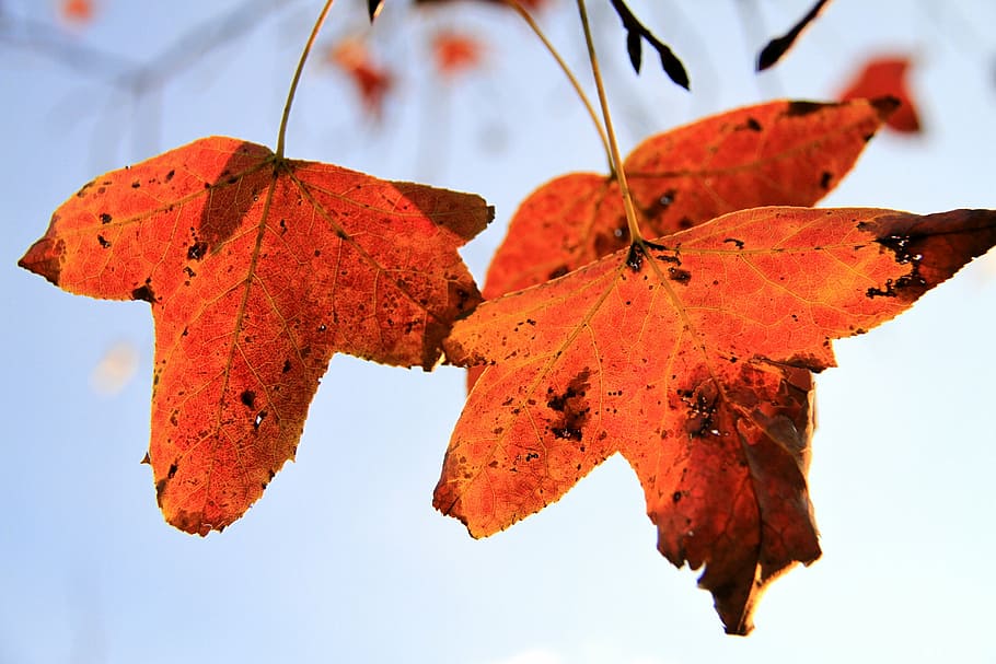 maple leaf, orange, xie, autumn, vertical only, light transmittance HD wallpaper