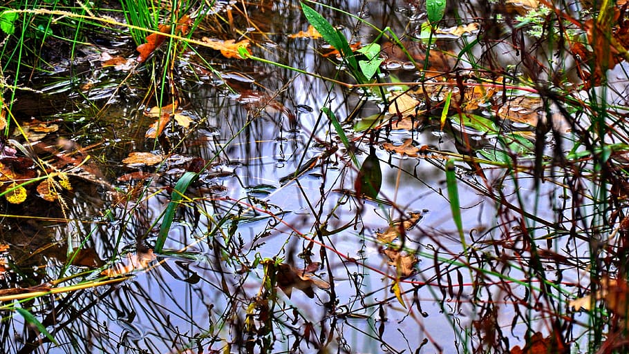 Autumn, Forest, Nature, water, leaf, outdoors, plant, pond HD wallpaper