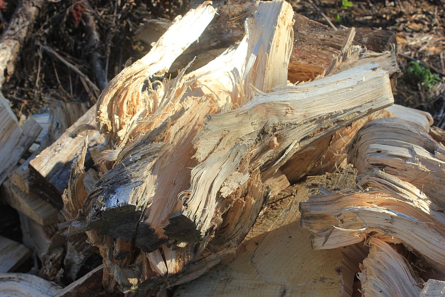 pine, firewood, tangle, timber, woodpile, nature, tree, wood - material HD wallpaper