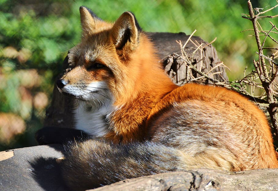 brown and grey fox during daytime, fuchs, red fox, predator HD wallpaper