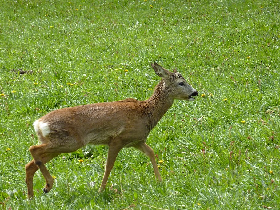 roe deer, wild, scheu, meadow, animal, nature, mammal, young animal HD wallpaper
