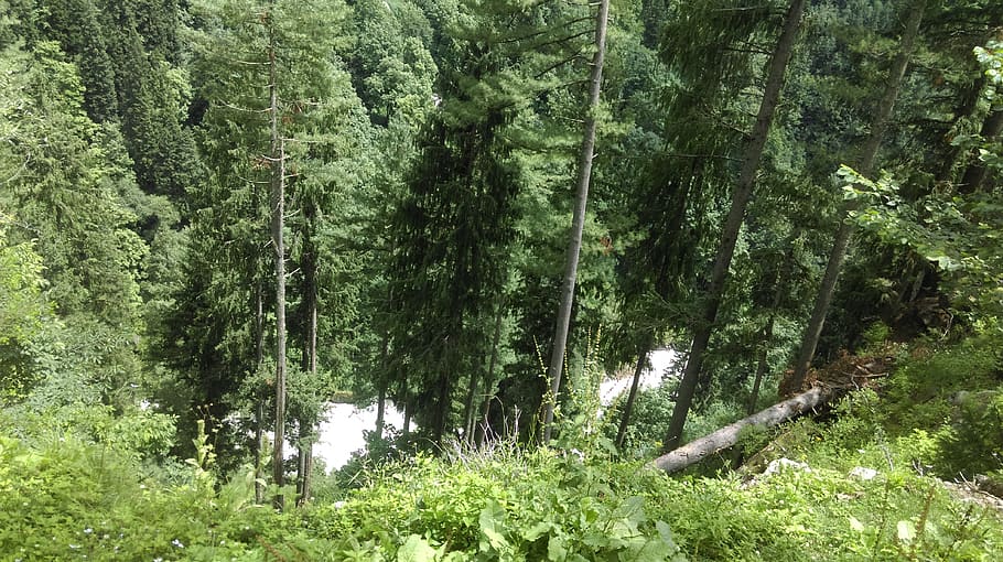 deep, trees, valley, forest, nature, landscape, green, wood HD wallpaper