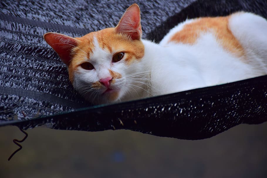 pets, cat, view, orange, white, kitten, cute, domestic, animal themes HD wallpaper