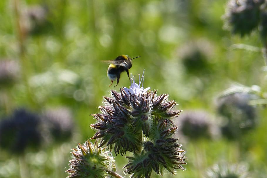 bee, field, nature, summer, animals in the wild, animal wildlife HD wallpaper