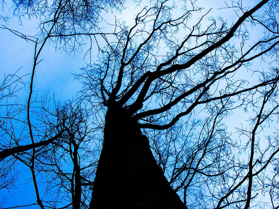 silhouette of tree during daytime, dead, winter, nature, winter mood HD wallpaper