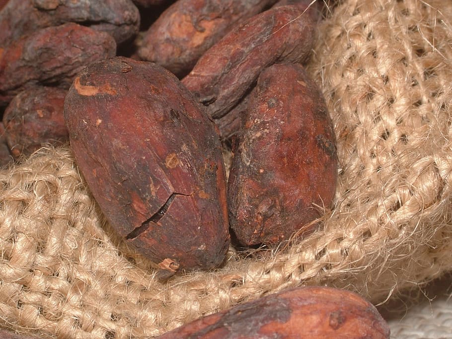 taro lot, cacao beans, cocoa, cocoa bean, seeds, plant, chocolate, HD wallpaper