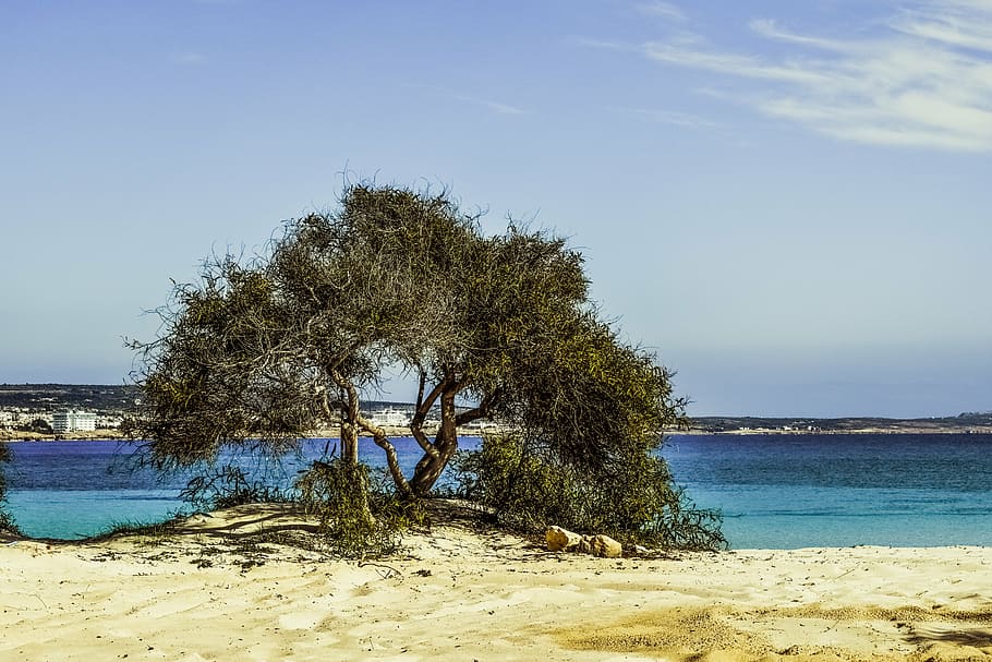 tree, beach, sand, blue, island, scenery, makronissos beach HD wallpaper