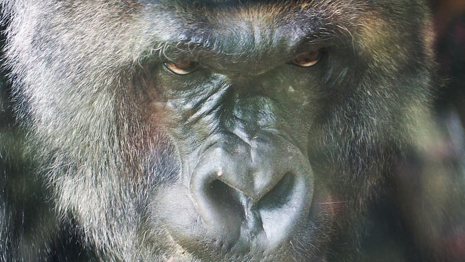 gorilla, ape, monkey, face, primate, animal, mammal, wildlife, HD wallpaper
