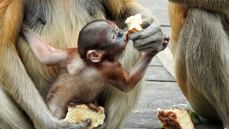 borneo, sepilok, proboscis monkey, mammal, animal, primate HD wallpaper
