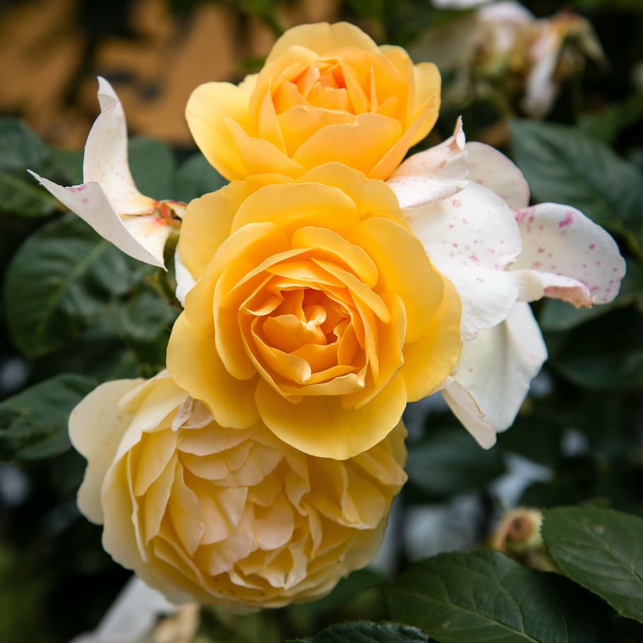 rose, flower, flora, yellow, white, flowering plant, petal HD wallpaper