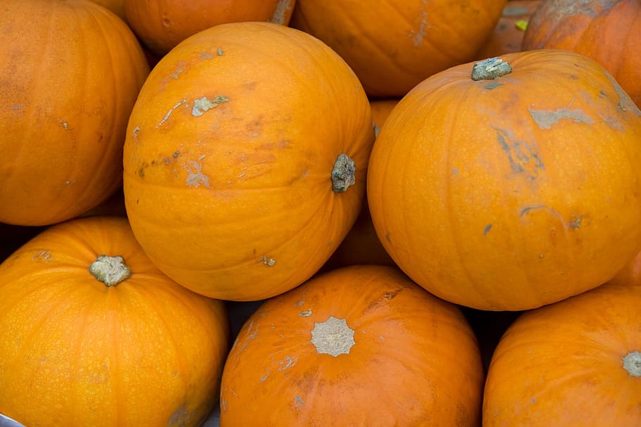 pumpkin, pumpkins, halloween, vegetable, food, orange, background HD wallpaper