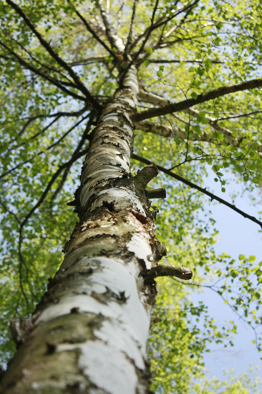 birch, tree, forest, trees, green, plant, landscape, the bark HD wallpaper