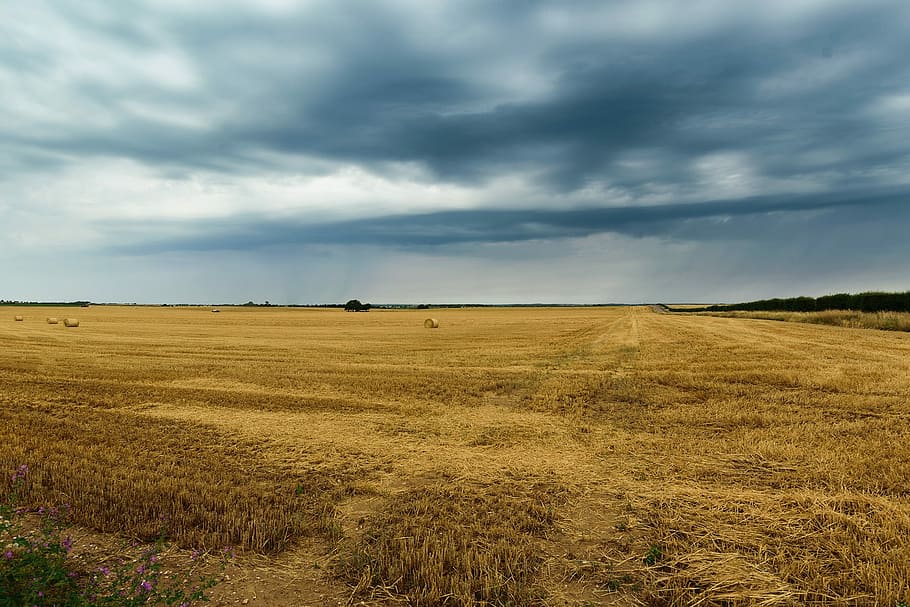 sky, seed, landscape, harvest, grain, gold, cereal, countryside, HD wallpaper